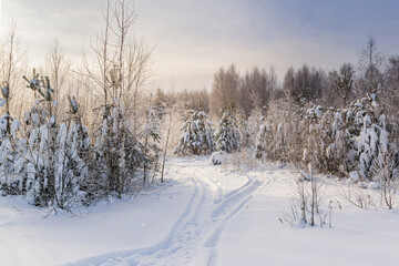 Forest road through snowdrifts in winter