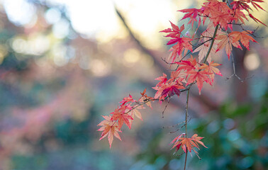 Autumn leaves  autumn foliage fall leaves  red leaves