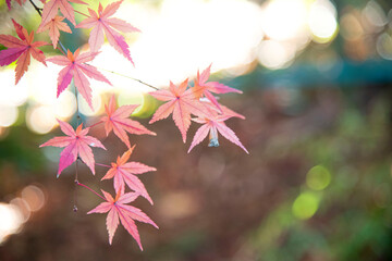 Autumn leaves  autumn foliage fall leaves  red leaves