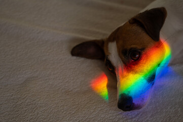 Jack russell terrier dog lies on the bed with rainbow rays on his face. 