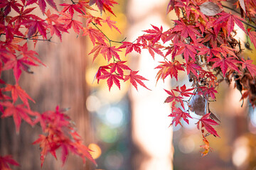 Autumn leaves  autumn foliage fall leaves  red leaves