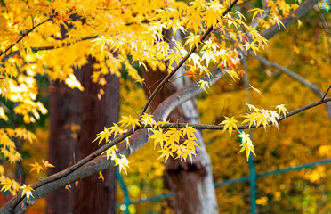 Autumn leaves  autumn foliage fall leaves  red leaves