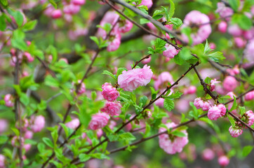 Fototapeta na wymiar Cerasus serrulata (Japanese flowering cherry)