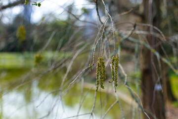 reeds in the wind, a breath of spring
