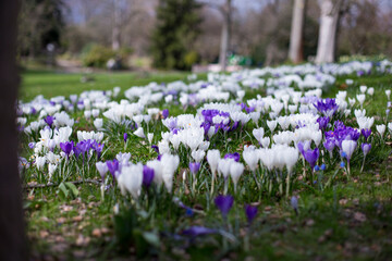 first flowers in the meadow