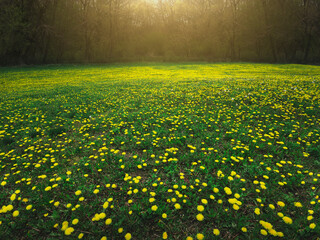 field of dandelions at sunset, spring background - Powered by Adobe