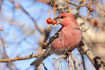the red bird
