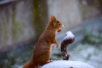 Red squirrel os watching the snowfall with a hazelnut in his mouth