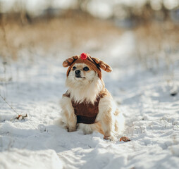 Pomeranian in a suit and a deer hat walks in the park in winter.