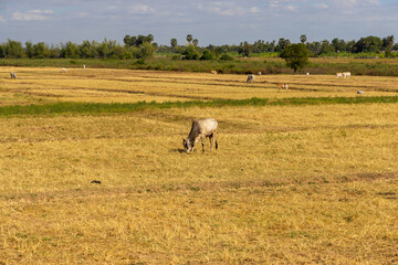 Obraz premium A cow on the rice field in Cambodia