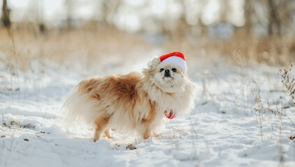 A Pomeranian in a Santa costume walks in the park in winter.