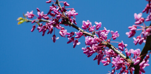 Eastern Redbud, or Eastern Redbud Cercis canadensis purple spring blossom in sunny day. Close-up of Judas tree pink flowers. Selective focus. Nature concept for design.