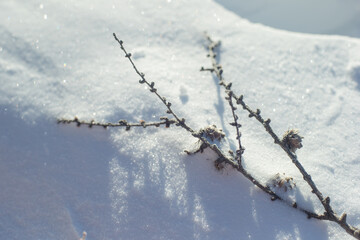 ふかふかの雪とかわいい植物