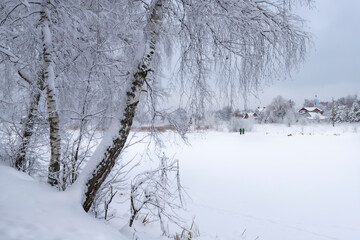 trees in the snow