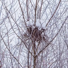 Fototapeta premium Abandoned nest on the tree of the forest.