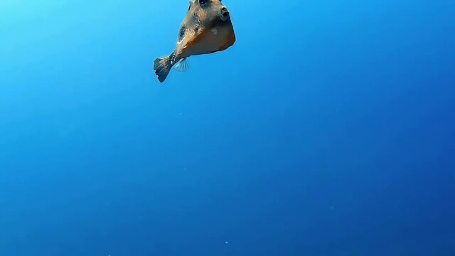 A boxfish filmed while diving in tropical waters.