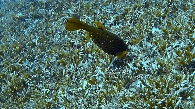 A boxfish filmed while diving in tropical waters.