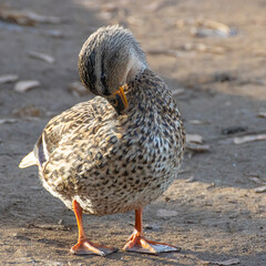 duck clean feathers