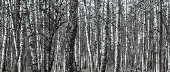 Fototapeta premium Bare trunks of birches in a birch grove - panoramic black and white natural background