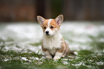welsh corgi pembroke puppy sitting on grass and snow in spring - obrazy, fototapety, plakaty