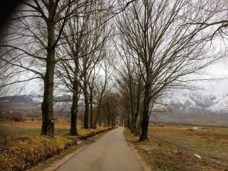 road in the woods