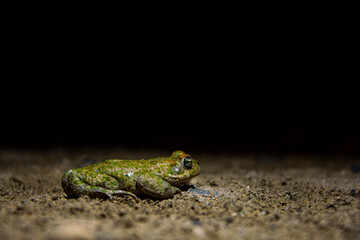 frog on a ground