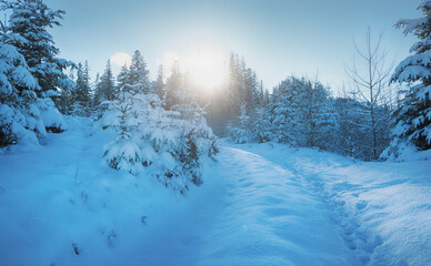 	amazing beautiful winter landscape, snow and trees