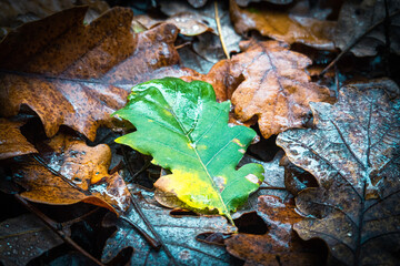 autumn leaves on the ground