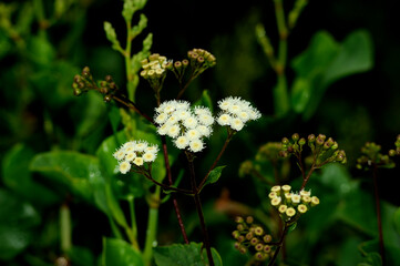 Ageratina adenophora, commonly known as crofton weed or sticky snakeroot, flourishing.