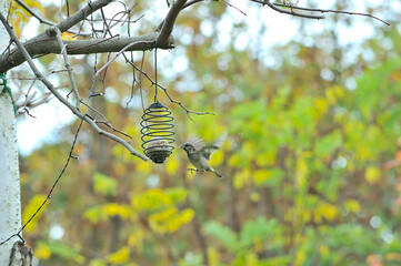 Wild bird approaching to a feeder hanging from a tree.