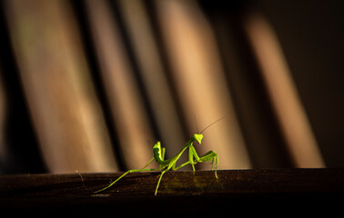 Mantis religiosa