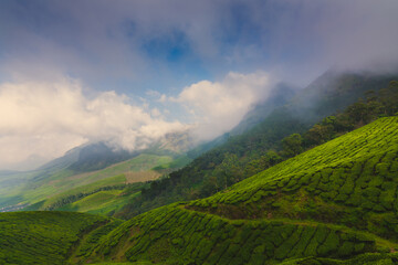 Tea Estate | Suryanelli | Kerala | 2019 | Series: Colors of Silence