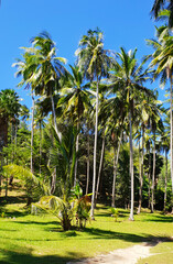 Fototapeta premium Palm forest