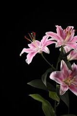 photo of a lily on black background