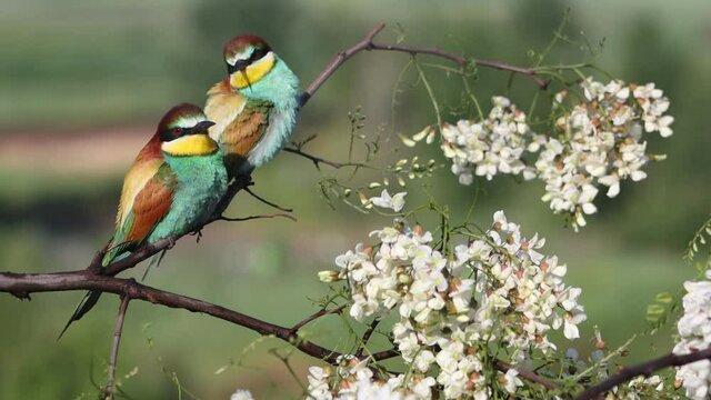 beautiful tropical birds sit on a blossoming branch
