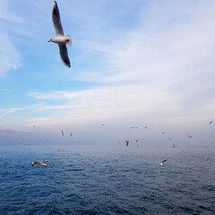 Fototapeta na wymiar Seagulls fly over the sea. Beautiful birds