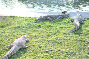Crocodile Resting in Zoo Thailand