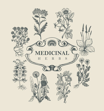 Vector banner or label with the words Medicinal herbs. Ornate frame and hand-drawn medicinal plants in retro style. Beautiful illustration with curative herbs and flowers on an old paper background