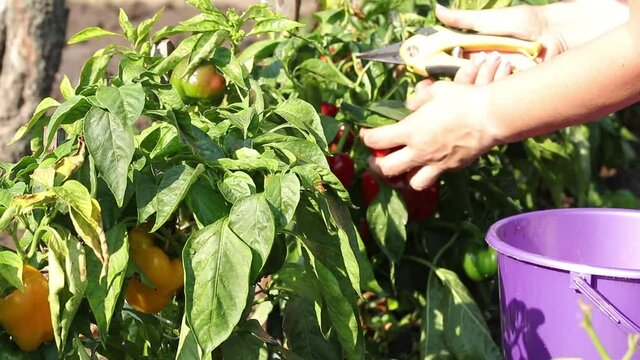 Female hands harvest a bell pepper in a vegetable garden, food, nature, agriculture, close up, sunny day, light breeze