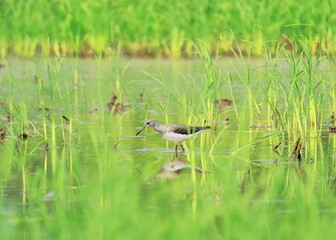 green sandpiper (tringa ochropus) in a wetland, west bengal, india