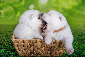 Two White small Samoyed puppies dogs two weeks age in Easter basket