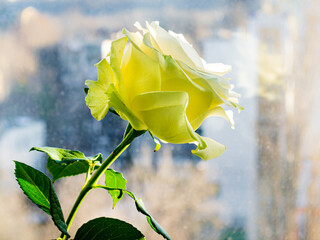 gorgeous yellow rose close-up on the windowsill