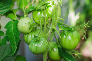 Close-up of green tomatoes on a branch of young seedlings in a greenhouse or greenhouse, the concept of agriculture, your own garden and growing plants