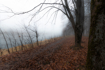 Fototapeta premium fog in the woods