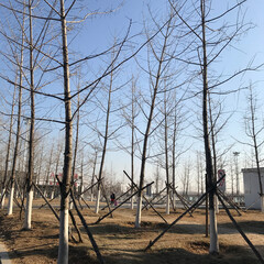 trees in winter in China Harbin