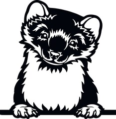 Peeking Ferret - Funny Wild Animal peeking out - face head isolated on white