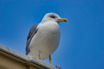 Seagull in Sorrento, Italy.