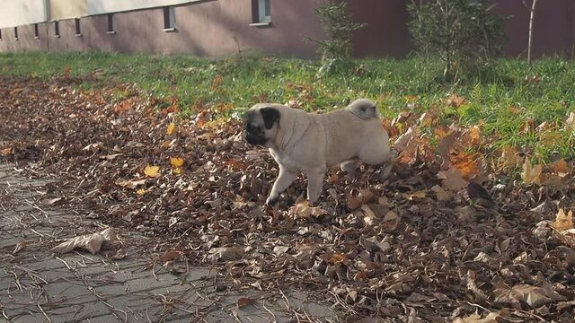 Pug dog marks territory pissing to autumn leaves and then rows the ground and going away. Pet behavior 