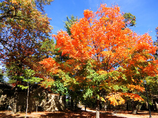 autumn in the park