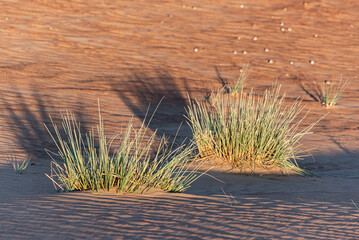 Grasbüschel in der Wüste